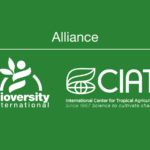 Alliance Bioversity & CIAT